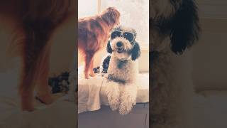 #goldengirlsofmichigan #aussiedoodle #michigan #petlover #doggybestfriend #doglife#pets#petowner