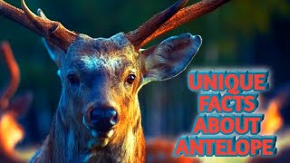unique facts about antelope