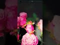 roses roses