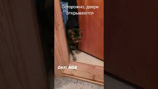 Двери открываются #кот