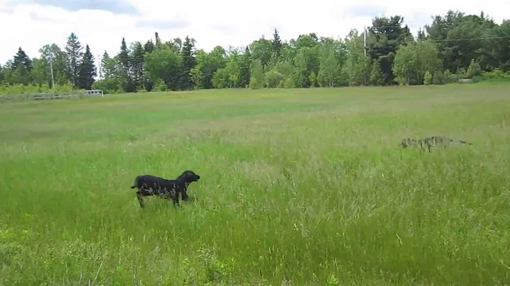Field Dance