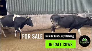 Junejuly Calving In Milk Cows