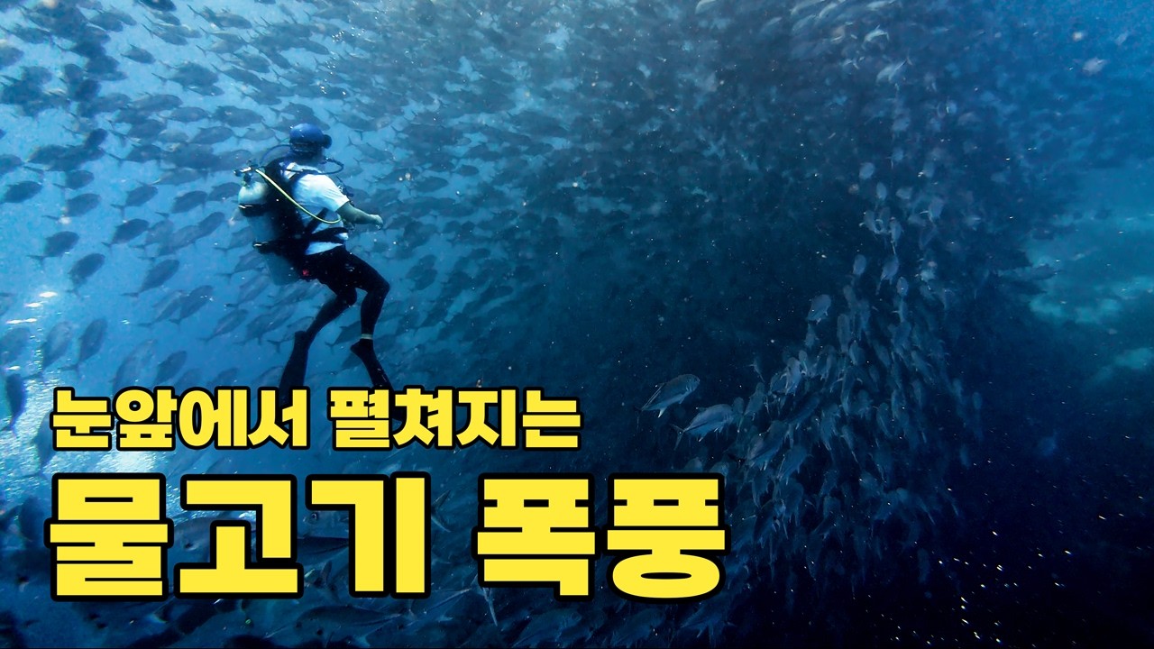 보홀 완전정복, 발리카삭부터 짚라인까지!  | 필리핀 보홀 - 스쿠버다이빙 (5)