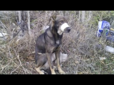 Video: Doghunter - wie is dit? Vechtende hondenhanters