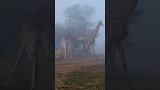 Two Male Giraffes Necking for Dominance