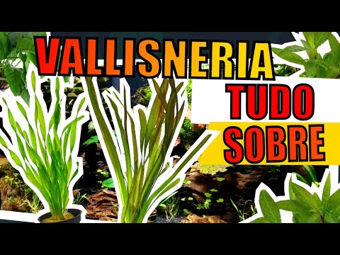 Vídeo: Vallisneria é A Favorita Dos Aquaristas