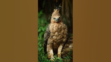 The Rarest Eagle You’ll NEVER See Again! 🦅😱 #animals #animalfacts #javanhawkeagle #elangjawa