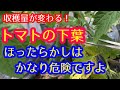 【トマト】どの下葉を取れば良いのか？じつは下葉取りをするだけで収穫量が増えます。2026年。