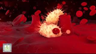 سرطان الدم الليمفاوي المزمن CLL