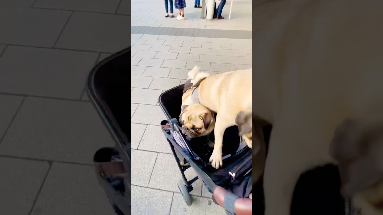PUG] お兄ちゃんに乗ってみた。(I got on my brother's back.)#パグ