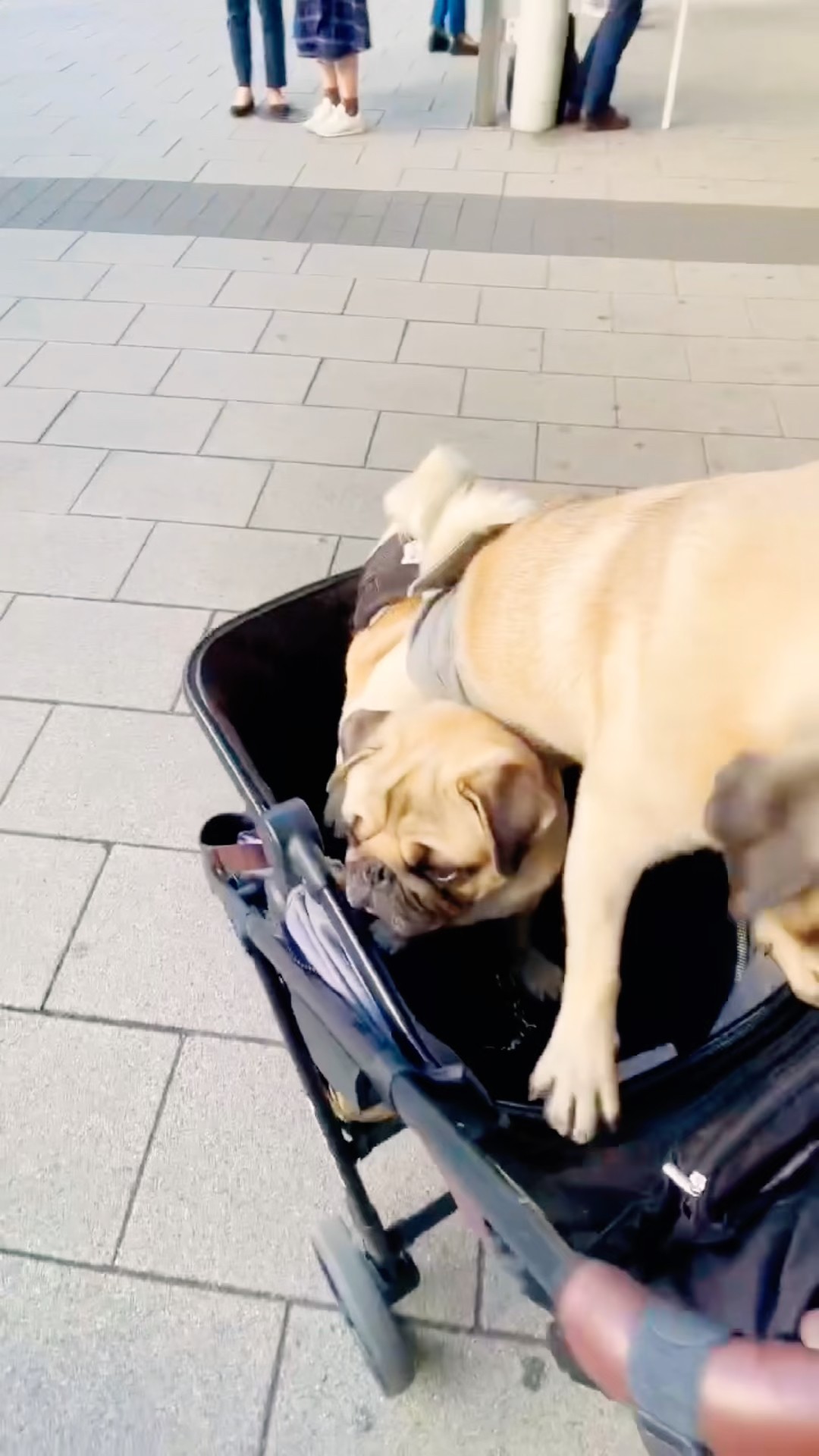 PUG] お兄ちゃんに乗ってみた。(I got on my brother's back.)#パグ