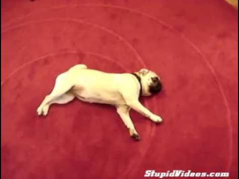 Фото ЭПИЛЕПСИЯ У СОБАК ВИДЕО