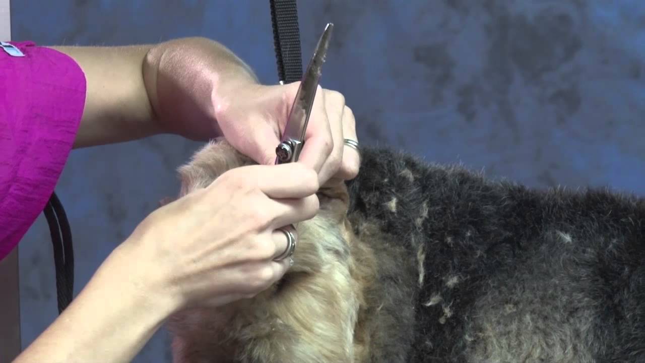 Grooming the Airedale in a Modified Pet Trim