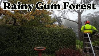 Rainy Gum Forest Hedge Trimming