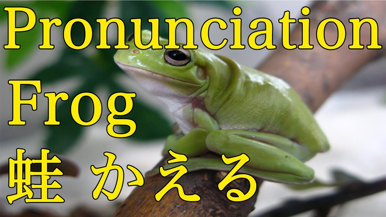 How To Pronounce Frog In Japanese  蛙 かえる Pronunciation Japan