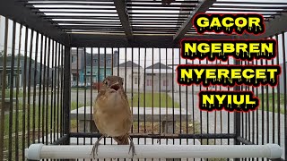 Flamboyan gacor ngebren nyrecet nyiul sangat cocok pancingan bahan