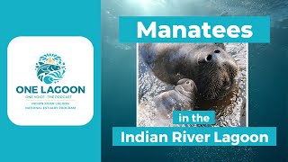 Ep. 2: Manatees in the Indian River Lagoon | One Lagoon, One Voice: The Podcast