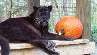 Black Leopard Birthday!