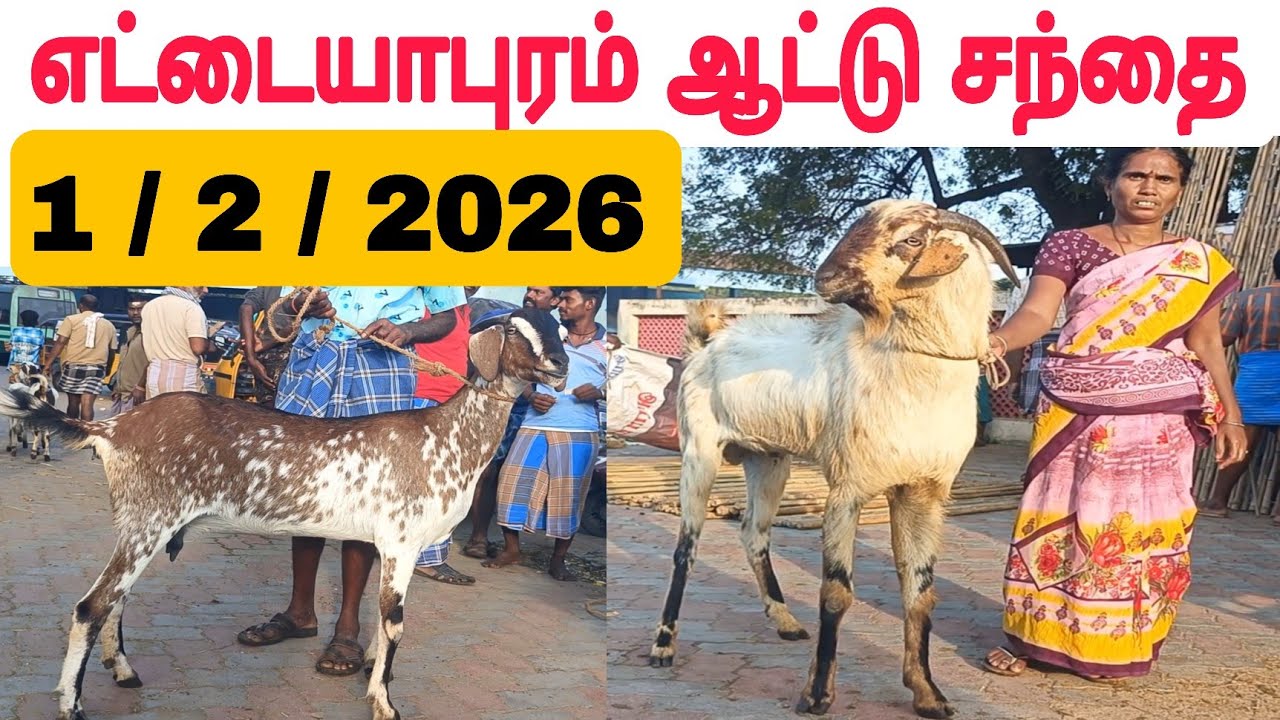 1 / 2 / 2026  எட்டையாபுரம் ஆட்டு சந்தை #ஆடு #goatmarket #aadu  #கொடிஆடு #கொடிஆடுசந்தை #ettayapuram 