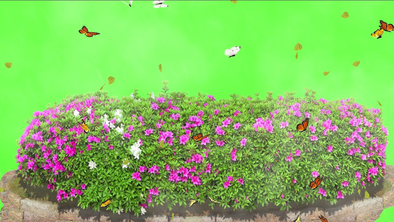 garden with fog green screen effect