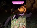 Mother Cat 🐈 Feeding her Cutest 🥰 Kittens 🐱 #shorts #cat #kitten