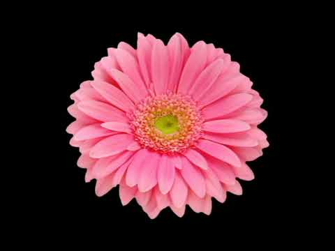 渡紅塵  樂桐  歌詞導唱  花朵欣賞