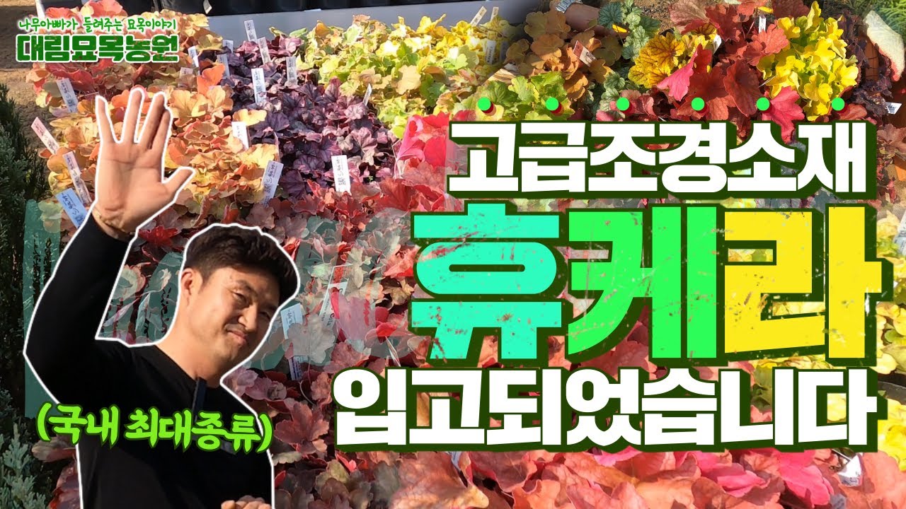 나무아빠의 겨울 조경 TIP ☞ 휴케라로 겨울 정원꾸미기에 빠져보세요ㅣ[대림묘목농원]