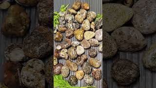 #patternedstones #stripedgneiss #spottedstones #pegmatite #balticstonesset #stonecollection #stones
