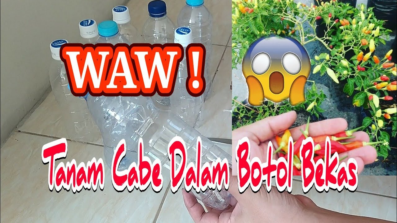 Tanam Cabe di Botol | Tutorial Pindah Tanam Sementara | Jejak Pemula