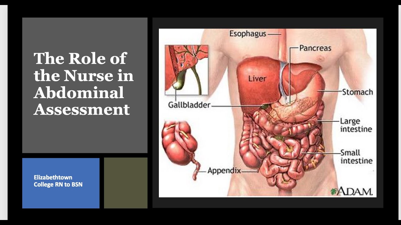 310 Lesson 3 Abdominal Assessment Youtube