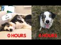 My Dog On 0 hours VS 4 hours Of Exercise