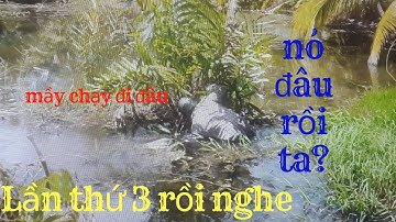 Sang Rê Lóc phải lặng lội đi tìm mồi và cá vì sợ thua trận - Câu cá lóc cùng đồng cùng - Vinh Ròm