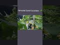 I've reaped so many cucumbers 🥒 from this tree #agbornjamaican #chronicles #shortsvideo #shorts