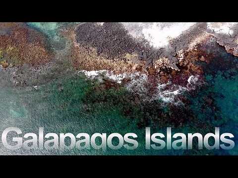 Scuba divers find unmatched beauty in the Galapagos Islands