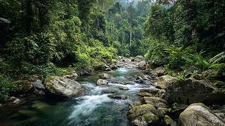 Calming Forest Ambience - River Flowing Birds Chirping in Hidden Forest Ambience for Rest, Medicine