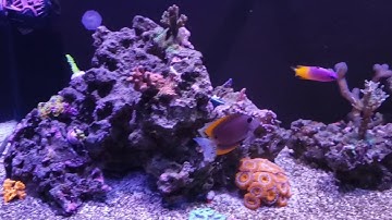 Cobalt Aquatics C-Vue 40 Episode 4