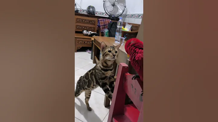 Watch the video about KH VS NURI #bengal #cat #cute #kitten #anabul #funny #probolinggo #bengalworld #bengalkitty