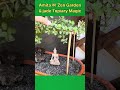 Amita का Zen Garden & jade Topiary Magic #gardenflowers