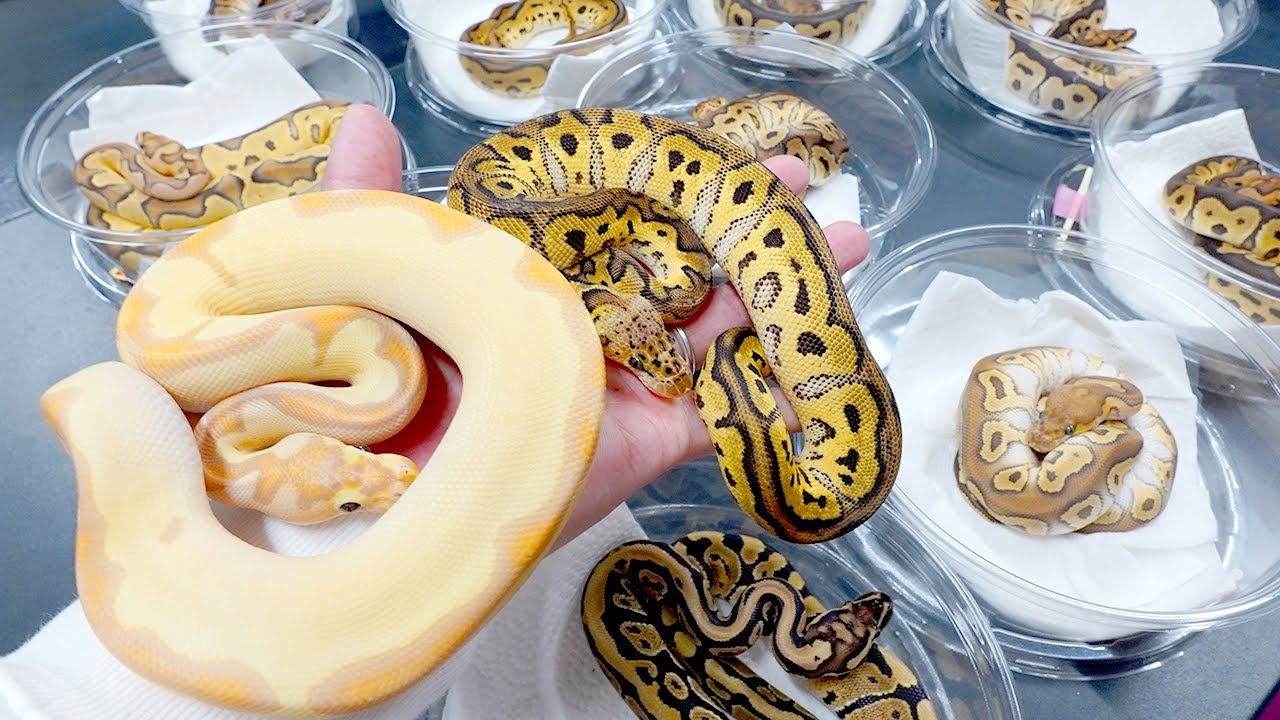 ボールパイソンにハマりすぎた人が行き着く先はここです