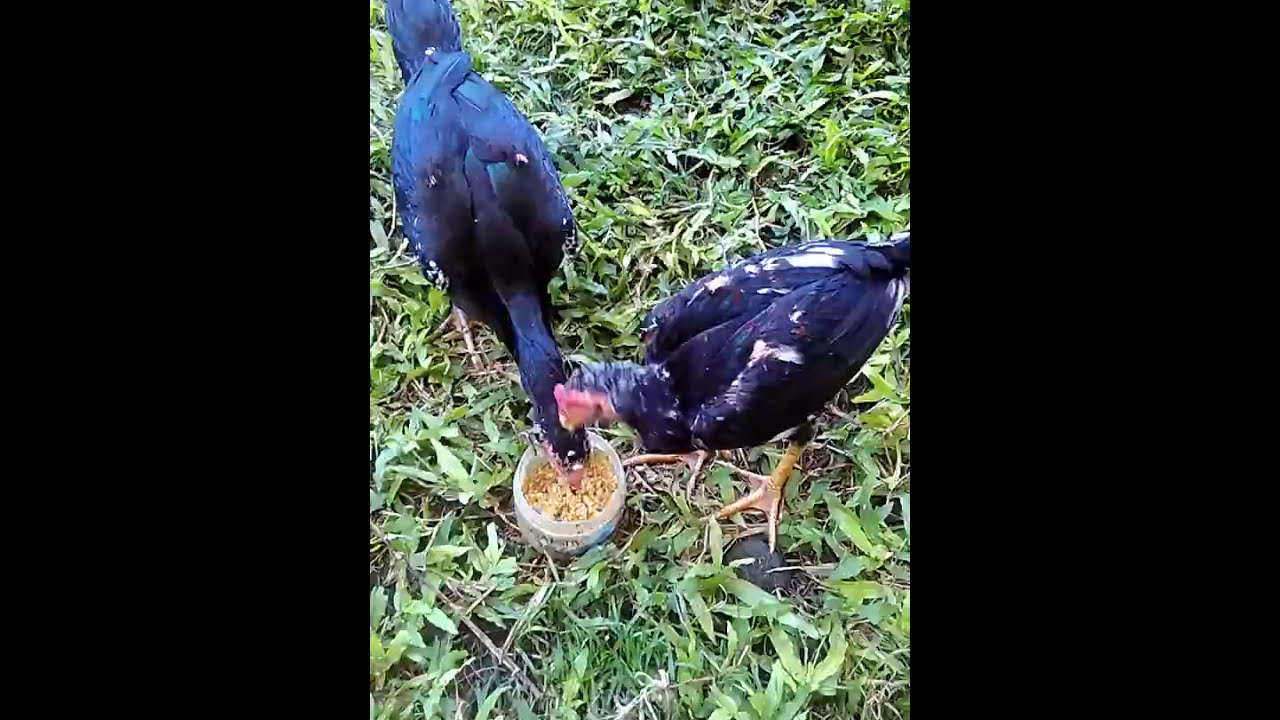 Rahasia Pakan Anak Ayam Cepat Besar Cock Fights YouTube