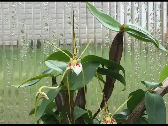 tetragonum DT7778 コノフィツム　テトラゴナム Dendrobium tetragonum - YouTube