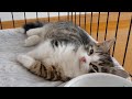 When I show the rice cake to the kitten, the reaction is cute