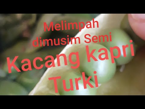 Video: Gulung Turki Dengan Pengisian Mustard Dan Kacang