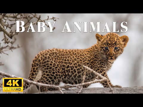 Baby Animals 4K - Amazing World Of Baby Animals With Relaxing Music - Scenic Relaxation Film