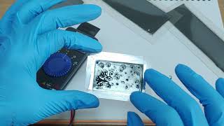 Graphene electrode and its ohm