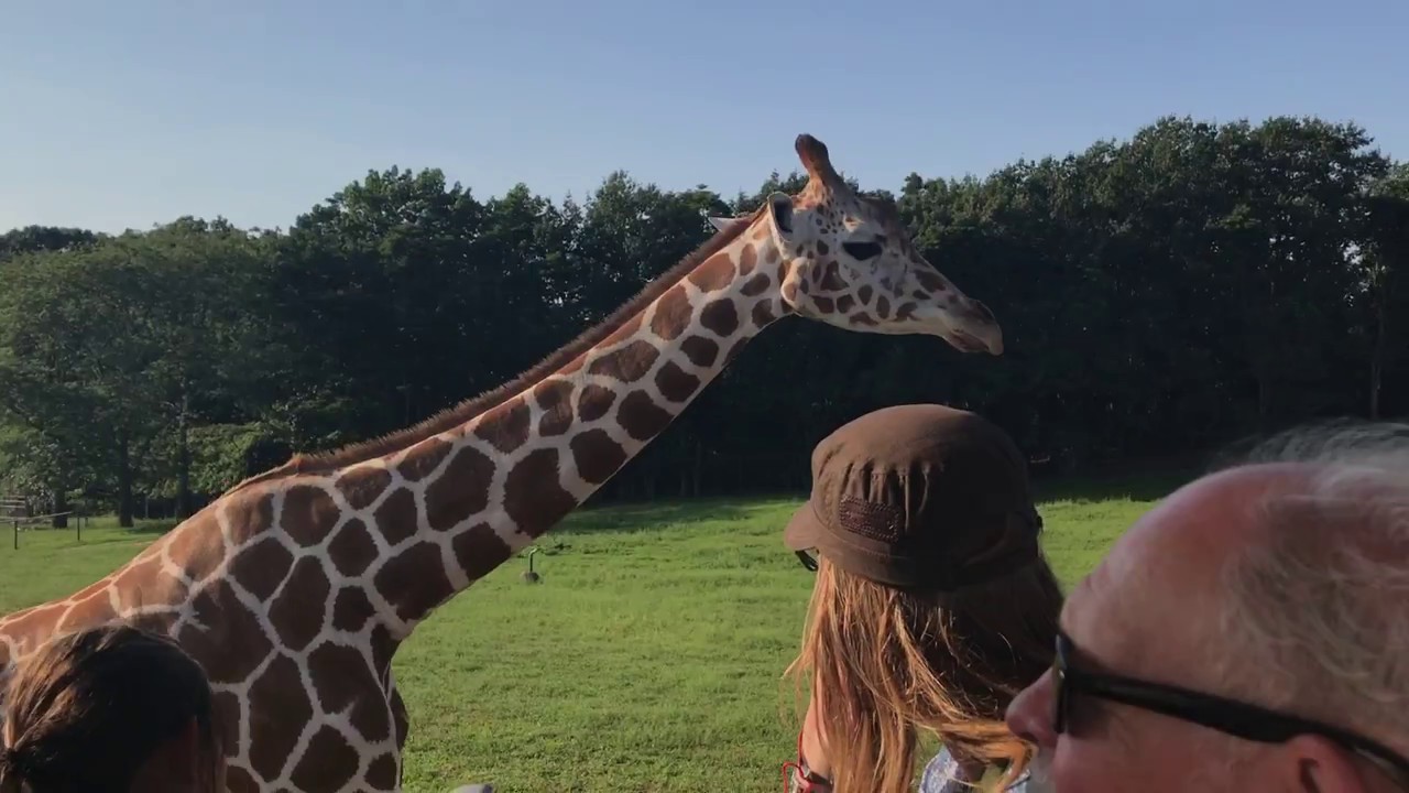 Safari Six Flags 2017 YouTube