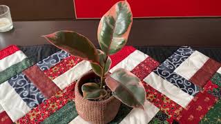 Cuidados del Ficus Elástica o Ficus Robusta | Infojardineria
