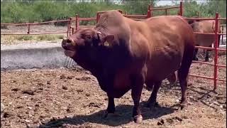 Bull Sound Cow Videos