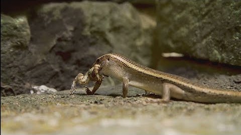 Mantis vs. Scorpion: Clash of the Apex Predators!