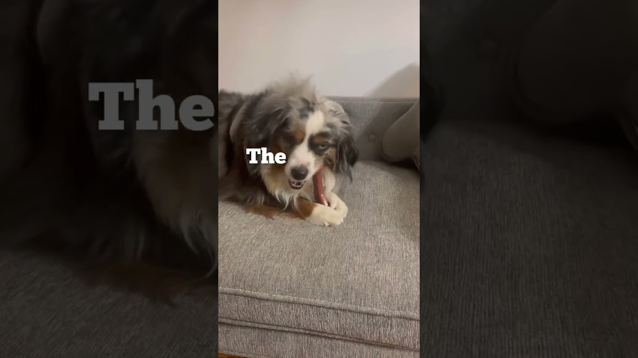 Why give your dog chew toys?